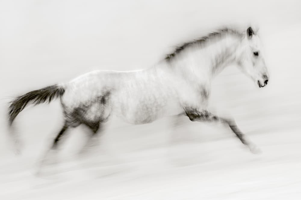 Dynamic Horse Gallop by Martine Benezech — canvas wall art