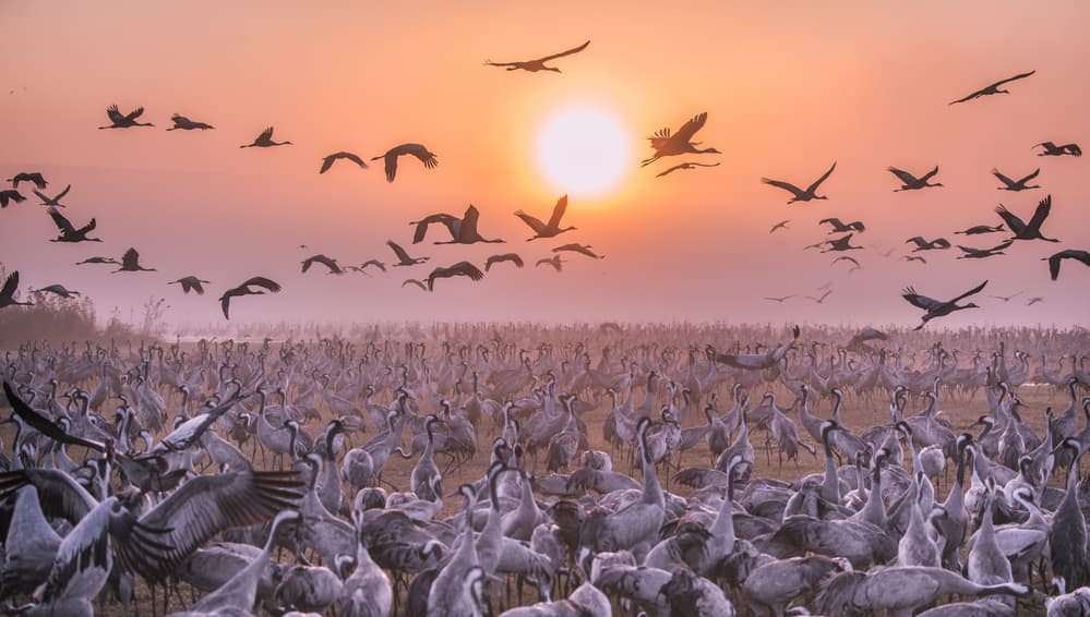 Cranes Golden Dawn by Keren Or — canvas wall art