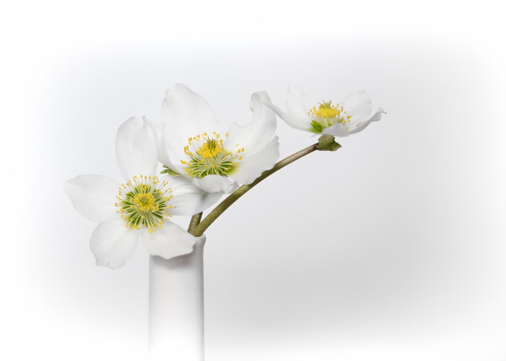Elegant White Blooms by FranzStaab — canvas wall art