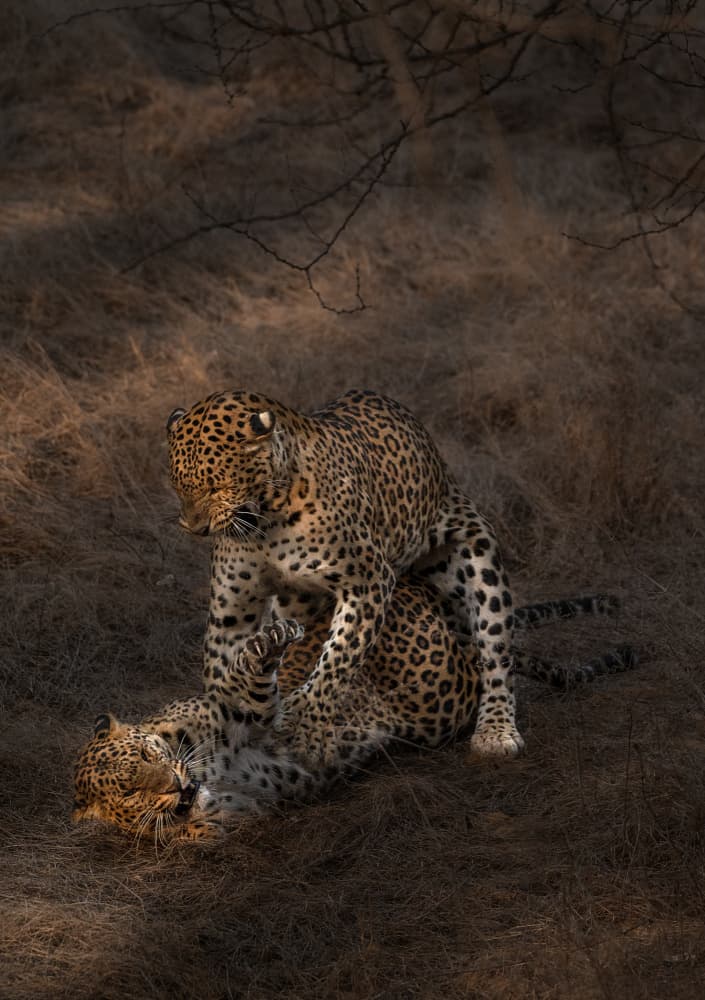 Leopard Mating by Jayanta Guha — canvas wall art
