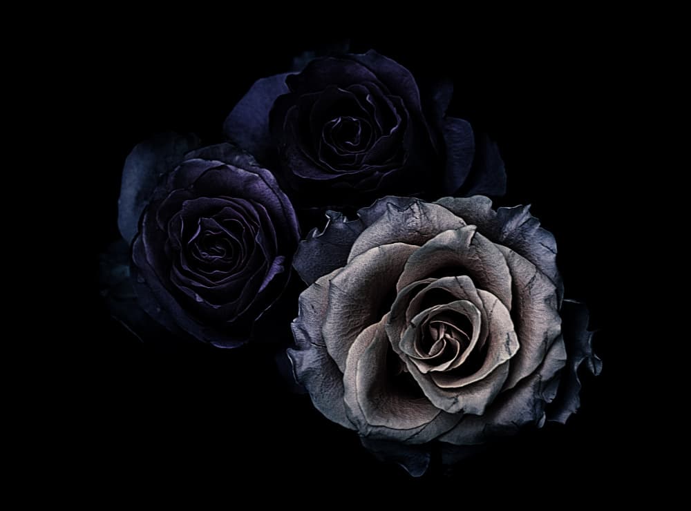 Dark Rose Trio by Angel Julie — canvas wall art