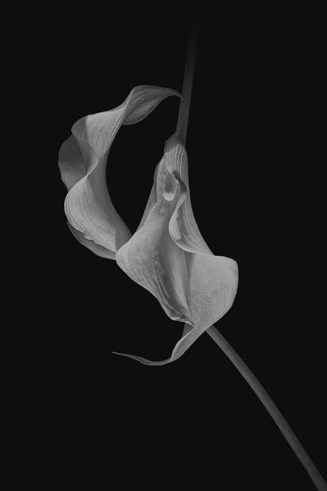 Elegant Calla Lily by Lydia Jacobs — canvas wall art