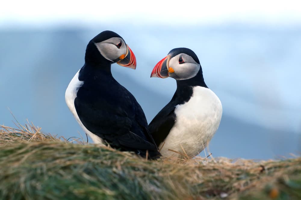 Atlantic Puffin Pair by Marco Redaelli — canvas wall art
