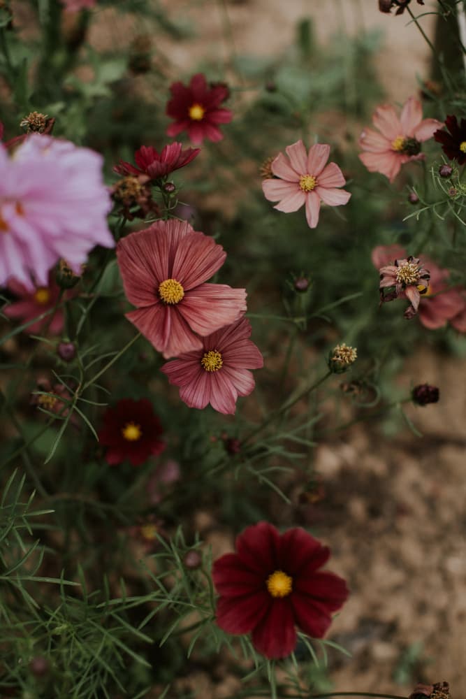 Garden Cosmos Blooms by Claudia Casal — canvas wall art