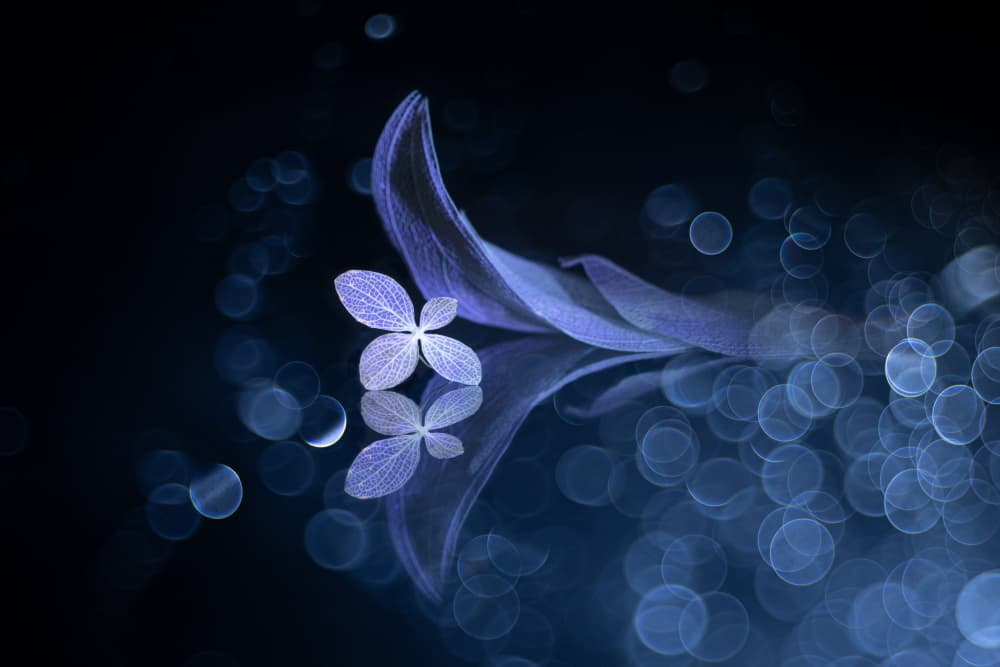 Blue Dream Reflected by Igor Kopcev — canvas wall art