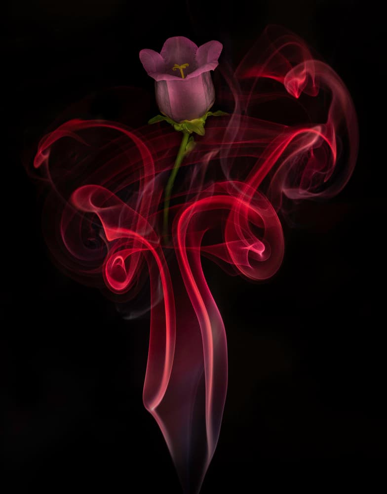 Campanula Bell Dance by Azriel Yakubovitch — canvas wall art