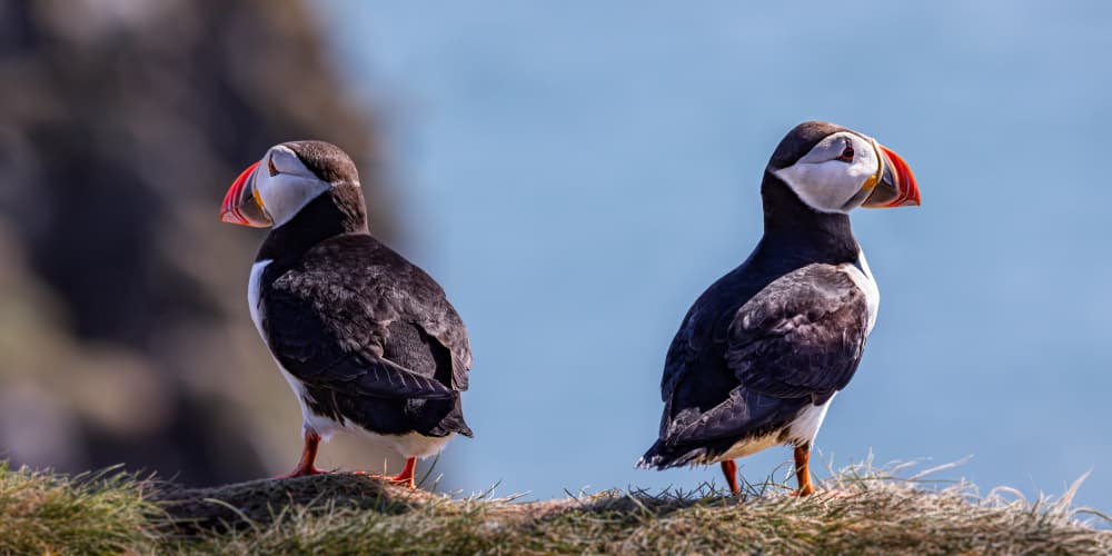 Two Atlantic Puffins by Xiaohong Zhang — canvas wall art