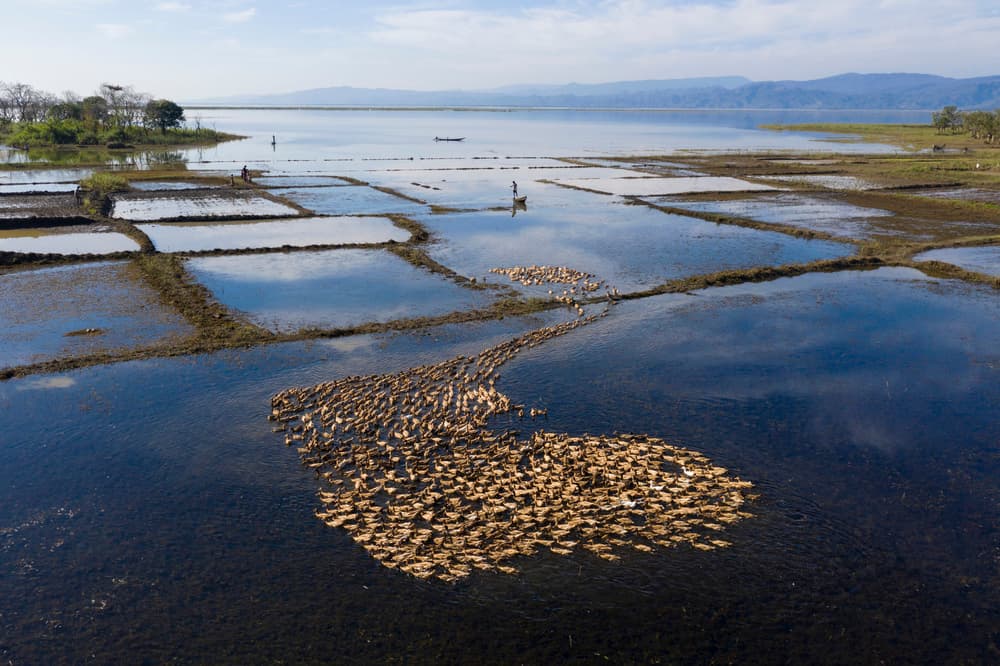 Ducks in Flooded Fields by Azim Khan Ronnie — canvas wall art