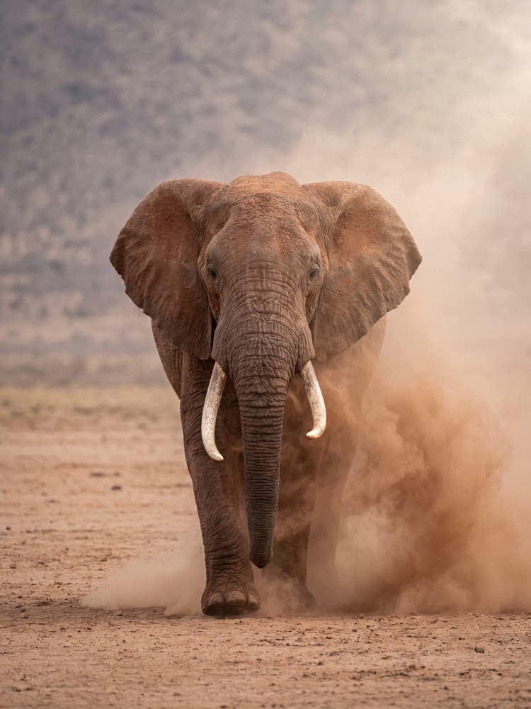 Powerful Dusty Elephant by Andreas Magnusson — canvas wall art