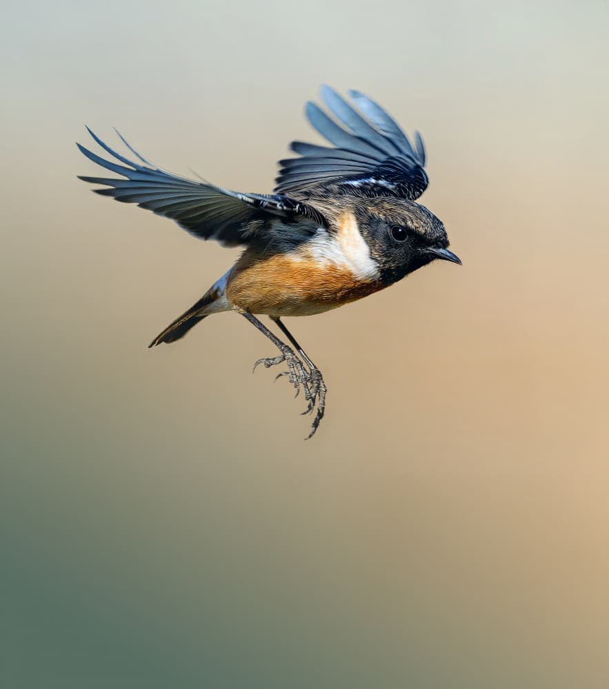 Graceful Stonechat In Flight by Yousef Abuaisheh — canvas wall art