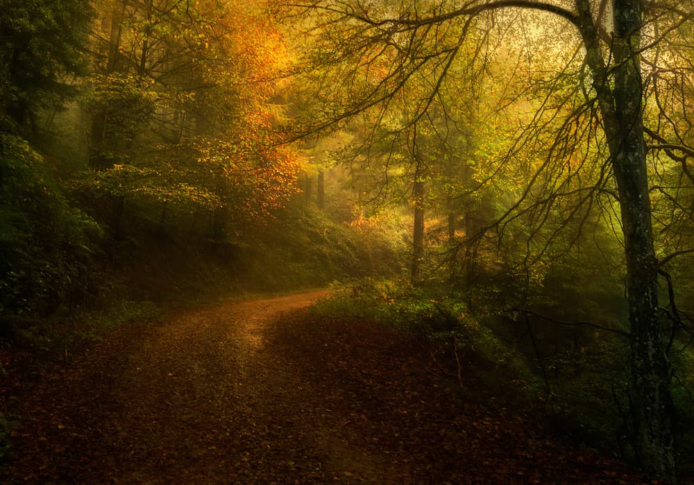 Golden Forest Path by Fran Osuna — canvas wall art