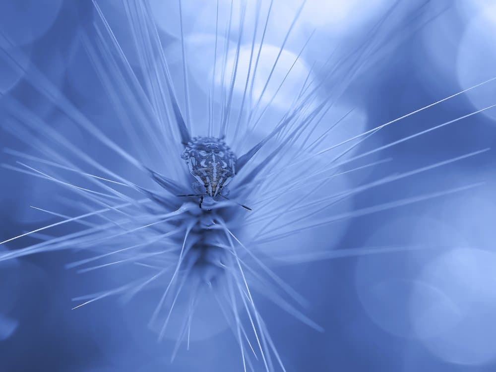 Soft Blue Detail by Thierry Dufour — canvas wall art