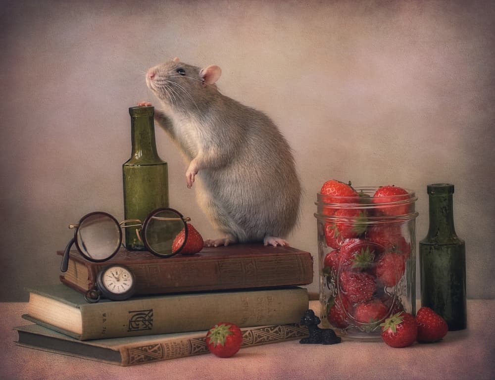 Curious Rat and Strawberries by Ellen van Deelen — canvas wall art