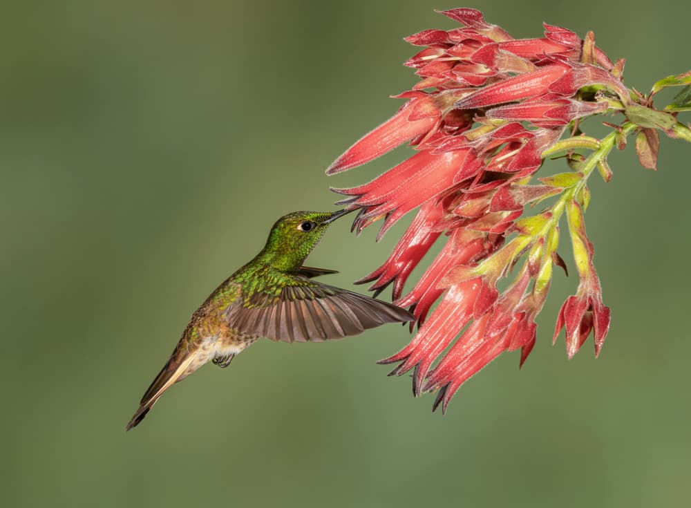 Hummingbird Red Blooms by Sheila Xu — canvas wall art