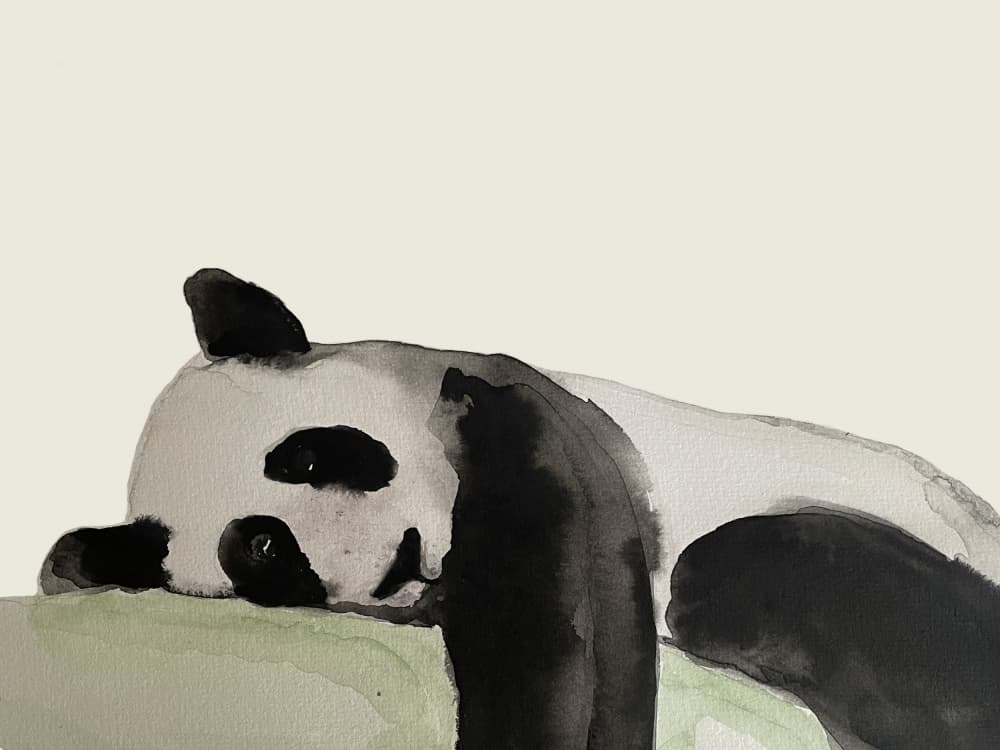 Peaceful Panda Nap by Carola Cedell — canvas wall art