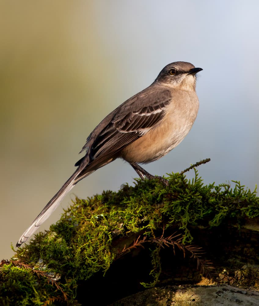 Mockingbird on Moss by verdon — canvas wall art