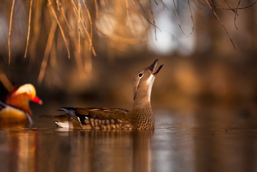 Mandarin Duck Calling by Robert Adamec — canvas wall art
