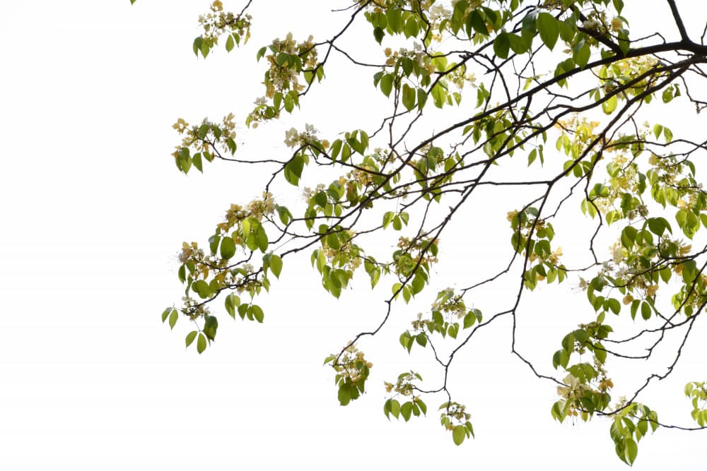 Green Tree Foliage Photo II by amini54 — canvas wall art