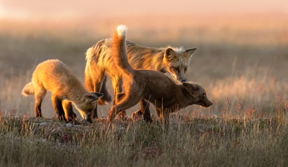 Golden Fox Family by Johnson Huang — canvas wall art