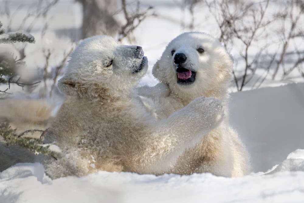 Playful Polar Bear Cubs by Siyu_Wei APA — canvas wall art