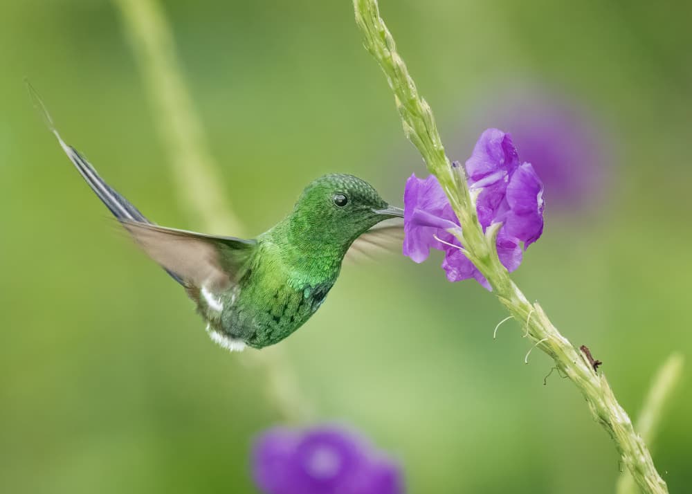 Green Hummingbird Feeding by Ming Chen — canvas wall art