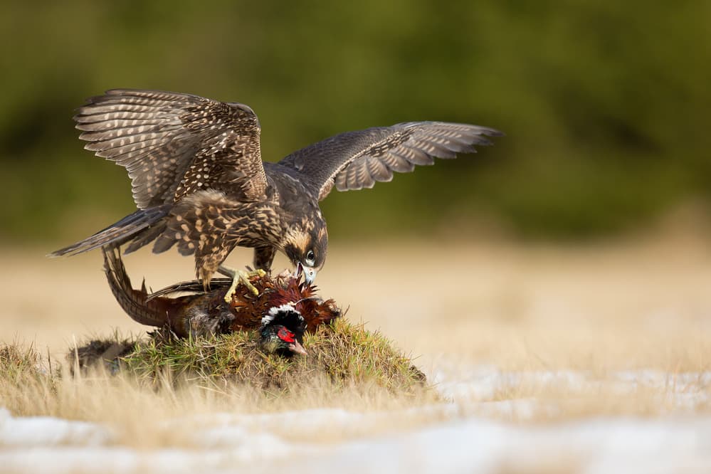 Wild Falcon's Catch by Milan Zygmunt — canvas wall art