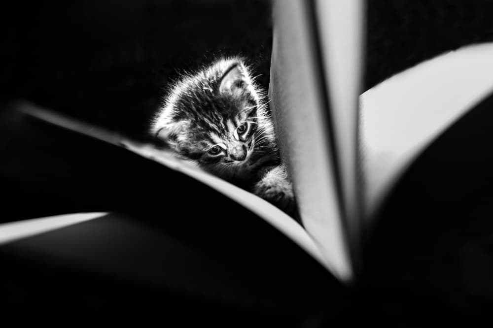 Tiny Kitten Book Nook by Oana Vasileniuc — canvas wall art