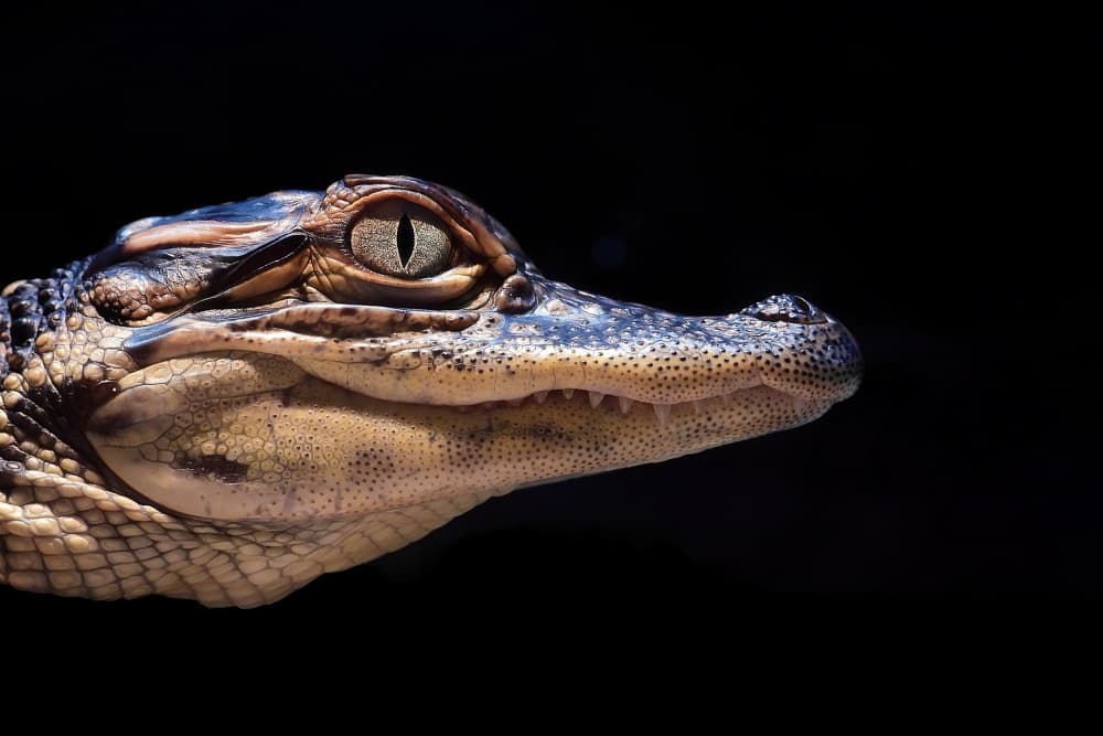 Young Alligator Profile by Michael Burlak — canvas wall art