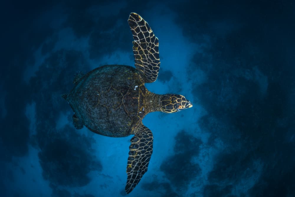 Deep Blue Sea Turtle by Barathieu Gabriel — canvas wall art
