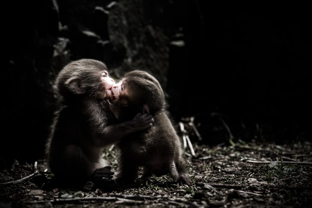 Baby Monkey Kiss by Takeshi Marumoto — canvas wall art