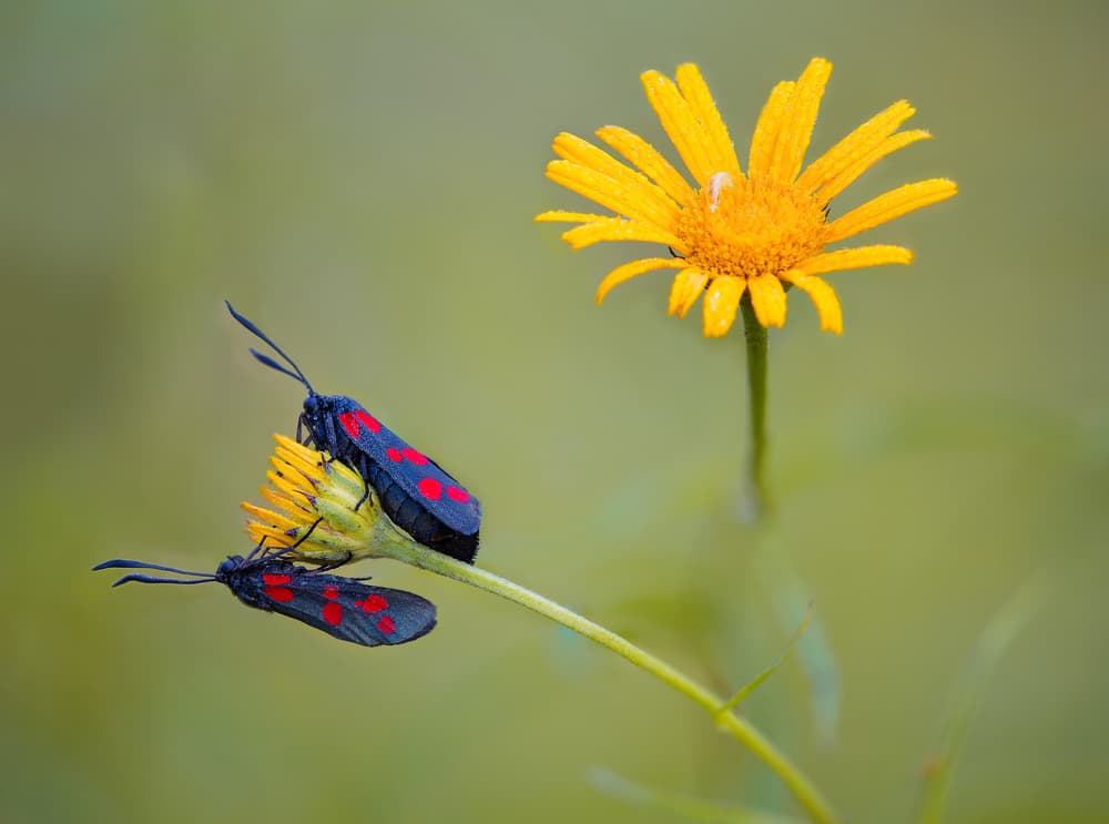 Two Moths Yellow Bloom by Michel Manzoni — canvas wall art
