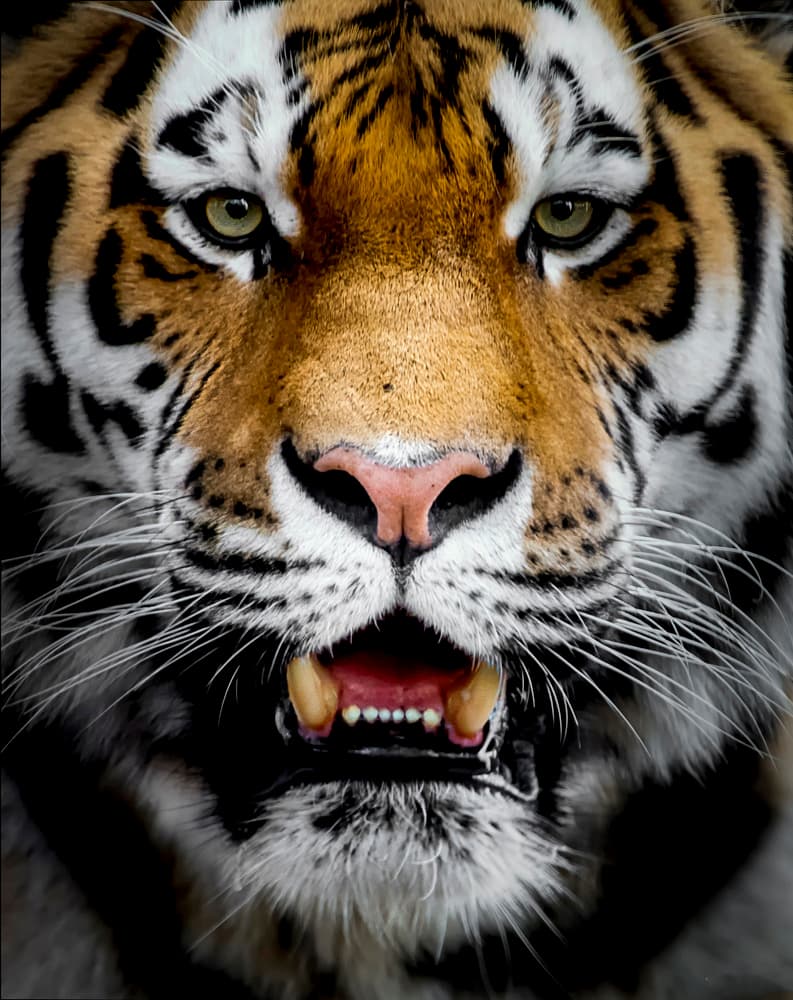 Fierce Tiger Gaze by Chris Coenders — canvas wall art