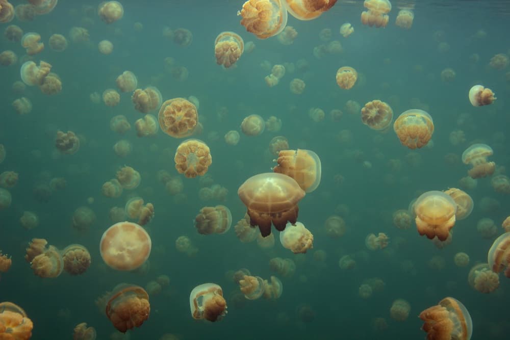 Golden Jellyfish Swarm