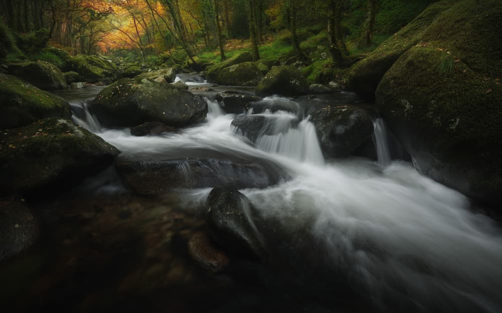 Flowing Forest Stream by Milos Lach — canvas wall art