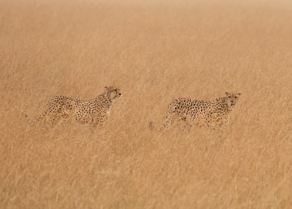 Cheetahs In Golden Grass by Ken Liang — canvas wall art