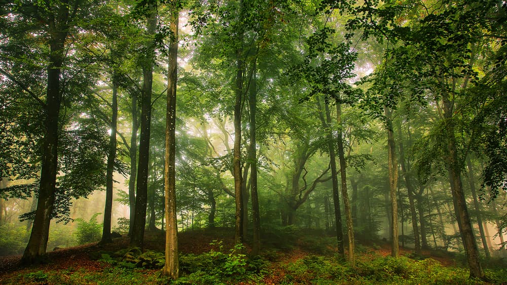 Misty Forest Sunlight by Leif Løndal — canvas wall art