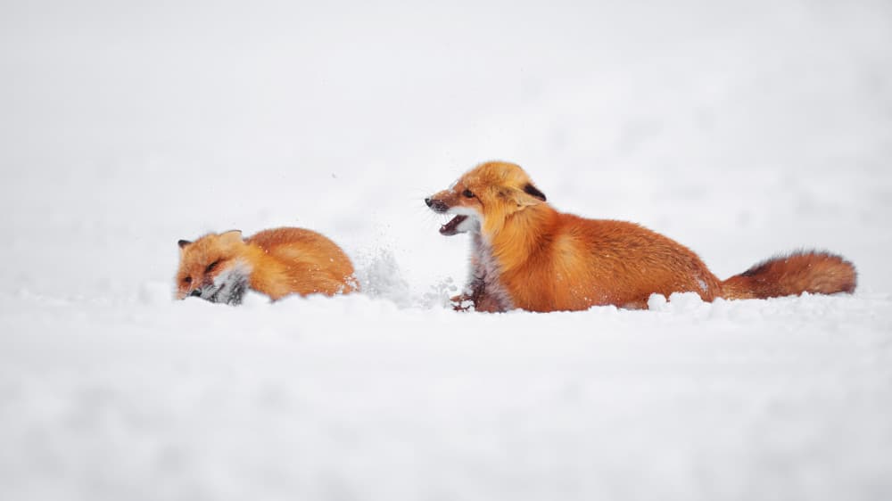 Playful Red Foxes by Gavin Lam — canvas wall art