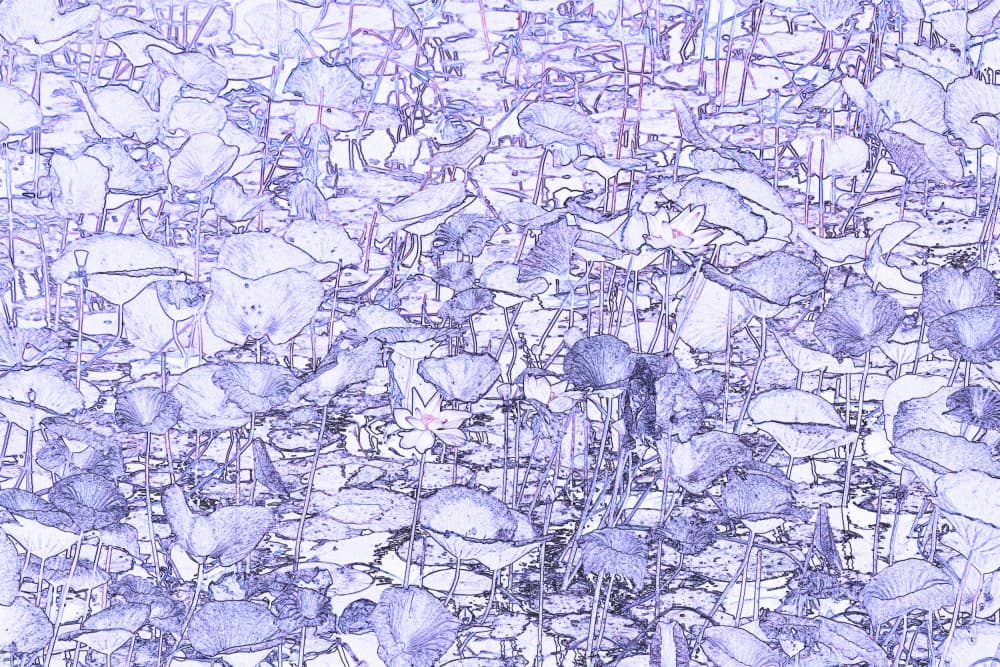 Serene Lotus Pond Sketch by Santhosh ch — canvas wall art