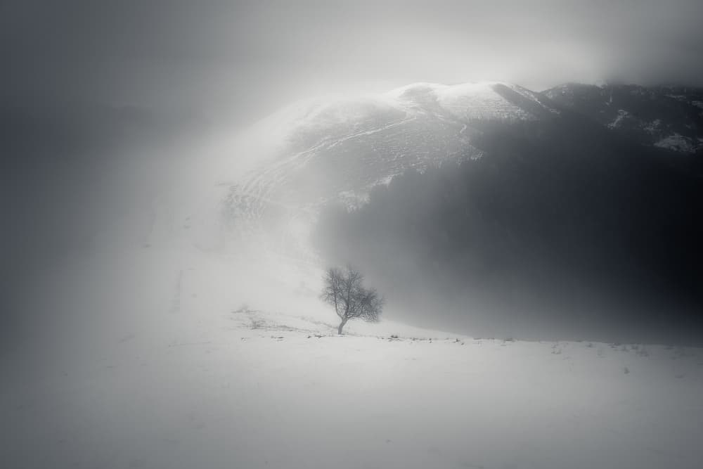 Lone Winter Tree by Filippo Manini — canvas wall art