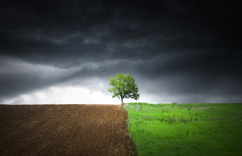 Lonely tree against a dramatic sky! by Bess Hamiti — canvas wall art