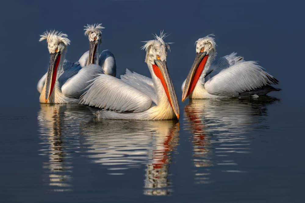 Four Elegant Pelicans by Xavier Ortega — canvas wall art