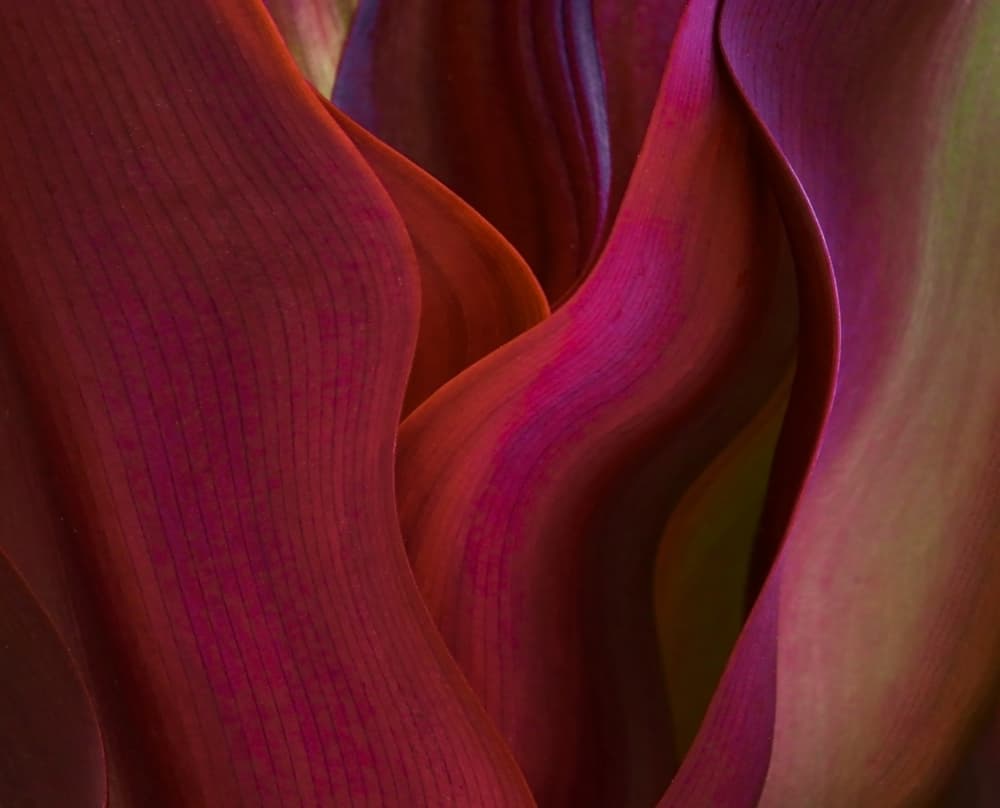 Crimson Petal Curves by Robin Wechsler — canvas wall art