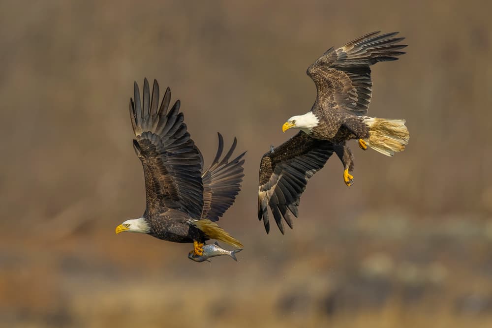 Flying Bald Eagles by Mountain Cloud — canvas wall art