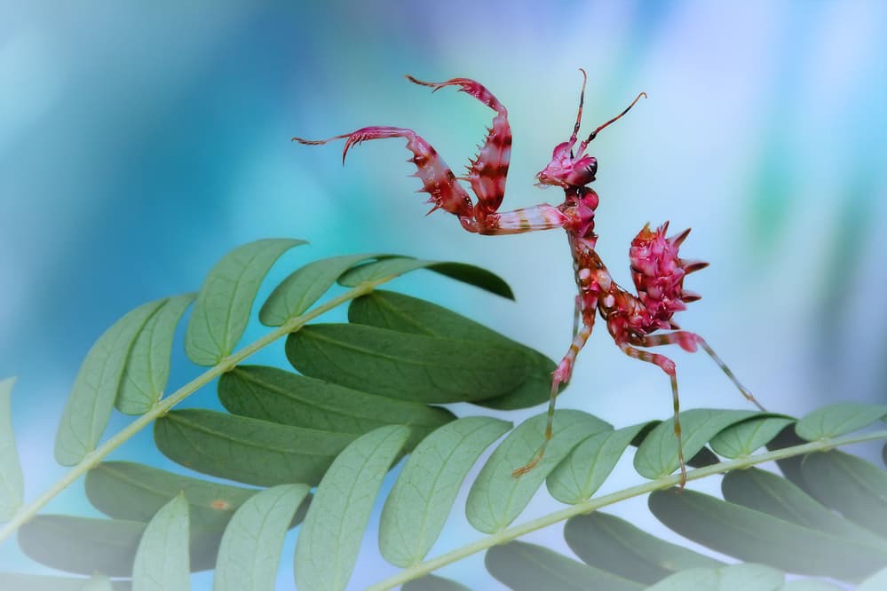 Pink Spiny Mantis by Jimmy Hoffman — canvas wall art
