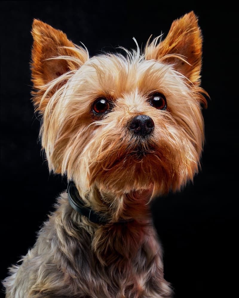 Cute Yorkie Portrait by Javier del Puerto Photography — canvas wall art
