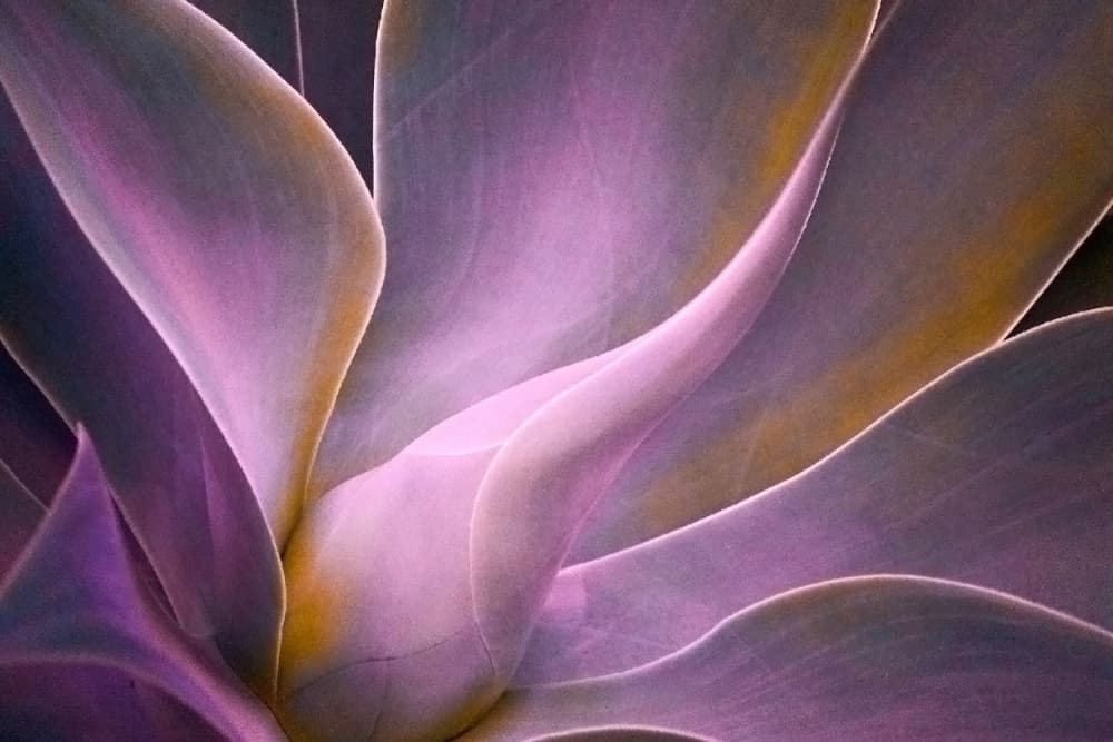 Lavender Succulent Layers by Robin Wechsler — canvas wall art