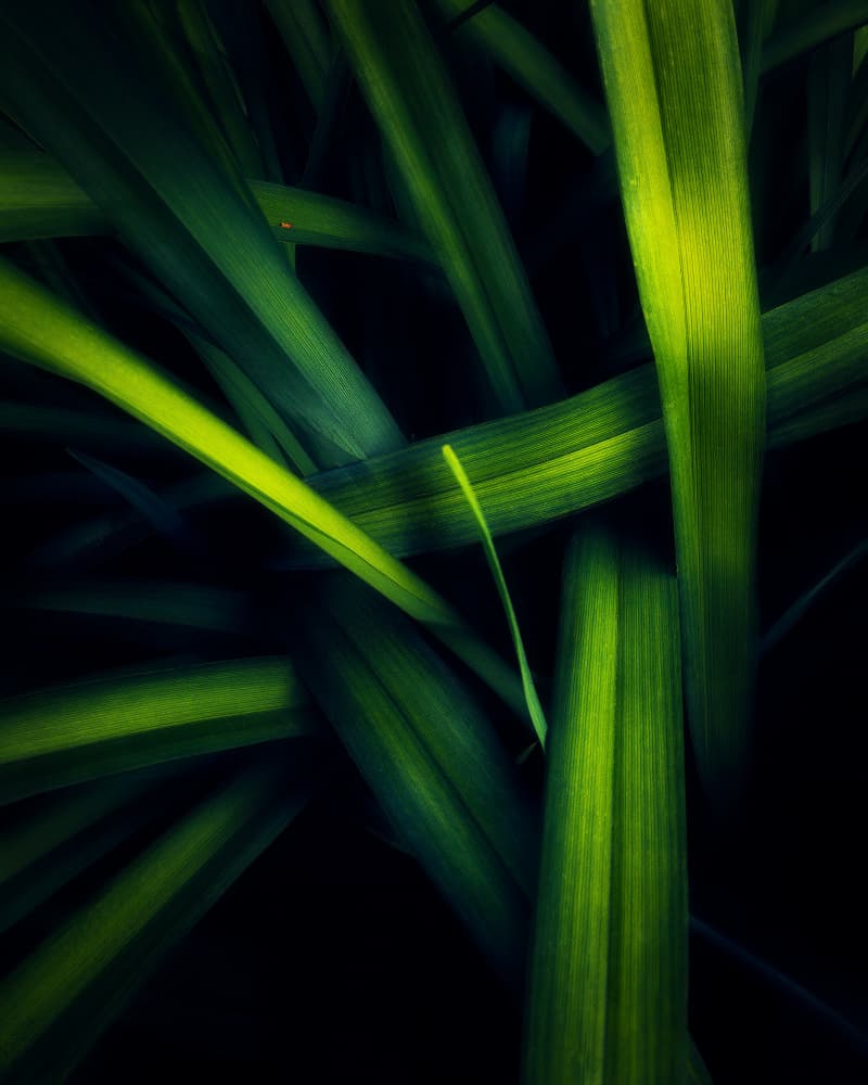 Vibrant Green Leaves by Alex Zhao — canvas wall art