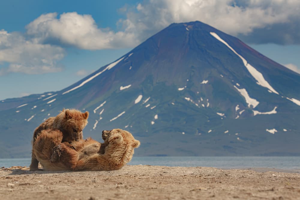 Playful Bears Volcano by Denis Budkov — canvas wall art