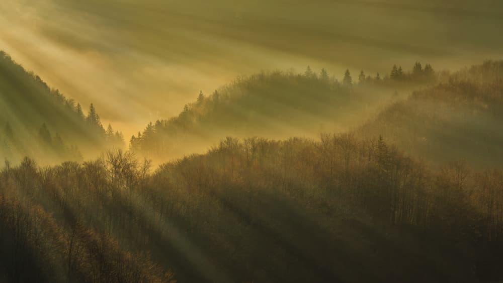 Golden Forest Dawn by Bor — canvas wall art