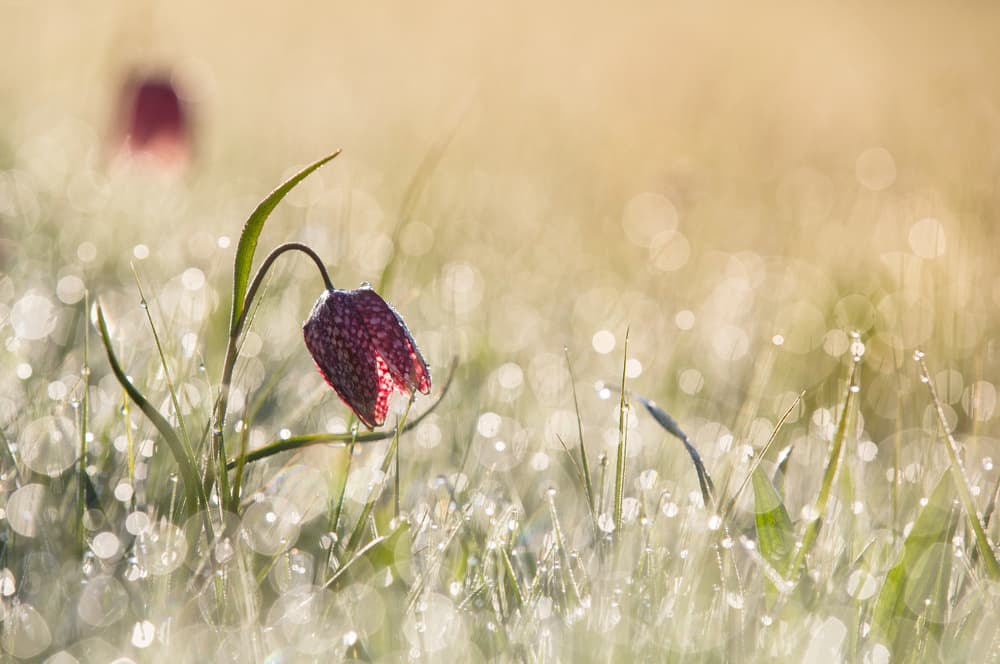 Dewy Morning Fritillary by Anton van Dongen — canvas wall art